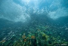 Fish and coral reef