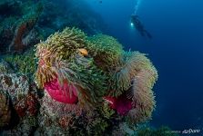 Fish explores sea anemone