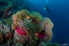 Fish explores sea anemone Fish explores sea anemone