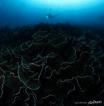 Glowing Corals Glowing Corals