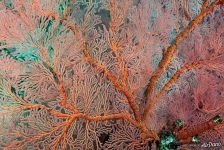Coral Coral