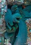 Moray eels Moray eels