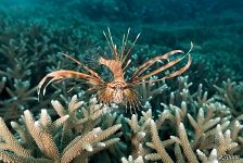 Red lionfish among corals