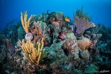Diversity of corals Diversity of corals