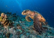 Sea turtle