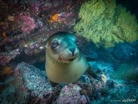 Galápagos sea lion Galápagos sea lion