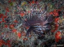 Red lionfish
