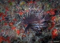 Red lionfish Red lionfish