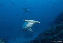 Hammerhead sharks Hammerhead sharks