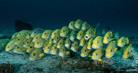 Ribboned sweetlips Ribboned sweetlips
