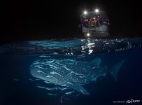 Whale shark at night. Maldives Whale shark at night. Maldives