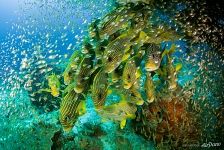 Ribboned sweetlips Ribboned sweetlips