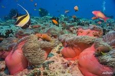 Moorish idol and other fish among sea anemones