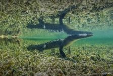 Crocodile Crocodile