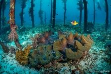 Giant clam Giant clam
