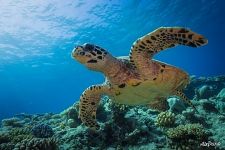 Hawksbill sea turtle Hawksbill sea turtle
