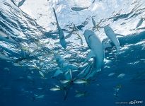 Sharks and yellowtail snappers Sharks and yellowtail snappers