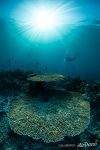 Coral reef Coral reef