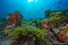 Corals and underwater plants Corals and underwater plants