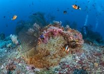 Sea anemones, corals and clown fishes Sea anemones, corals and clown fishes