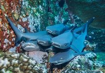 Whitetip reef sharks Whitetip reef sharks