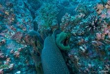 Moray eels Moray eels