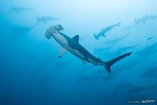 Hammerhead sharks Hammerhead sharks