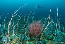 Seaweed Seaweed