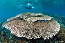 Corals Corals