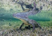 Crocodile Crocodile