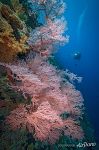 Pink corals