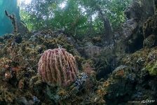 Mangrove forest