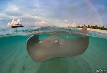 Stingray. Maldives Stingray. Maldives