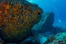 Stone, which became a coral reef Stone, which became a coral reef