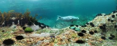 Spotted seal. Sea of Japan