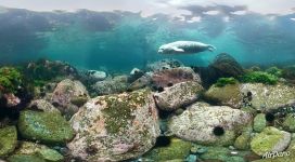 Diving with spotted seal