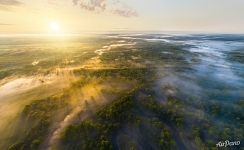 Bryansk forest on a foggy morning