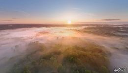 Foggy forest at dawn