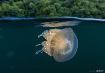 Jellyfish Lake. Split Jellyfish Lake. Split
