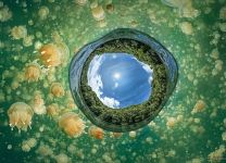 Jellyfish Lake Planet