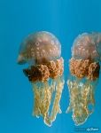 Golden jellyfish (Mastigias papua)