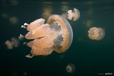 Golden jellyfishes