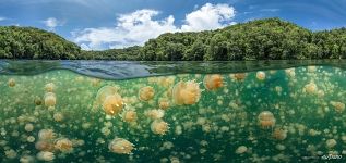 Jellyfish Lake