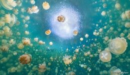 Underwater panorama of Jellyfish Lake