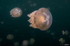 Golden jellyfishes