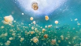Underwater panorama of Jellyfish Lake