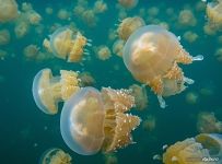 Golden jellyfishes