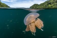 Golden jellyfish