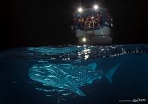 Whale shark, Maldives Whale shark, Maldives
