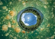 Jellyfish Lake, Palau